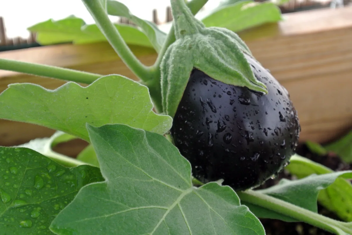 Allergie à l'aubergine : symptômes, causes et que faire